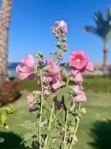 Sunrise Montemare Resort -Grand Select - 33