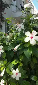 Petunya Beach Resort - 25