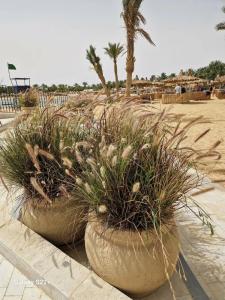 Desert Rose Resort - 61