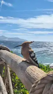 Nubian Island, Families and Couples only - 29