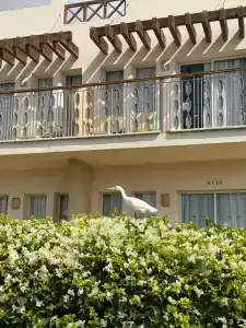 Concorde El Salam Sharm El Sheikh Front - 44