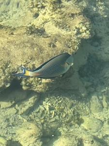 Rehana Royal Beach Resort - Aquapark & Spa - Family & Couples Only - 22