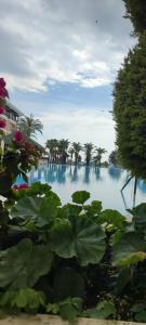 Alva Donna Beach Resort Comfort - 64