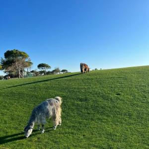 Titanic Deluxe Golf Belek - 89