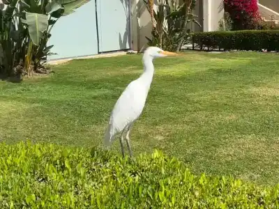 Grand Rotana Resort & Spa - 34