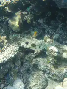 Tropitel Dahab Oasis - 70