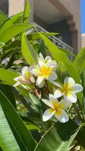 Lazuli, Marsa Alam - 63