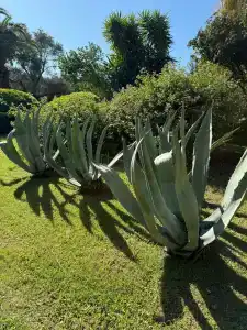 DoubleTree by Hilton Bodrum Isıl Club Resort - ULTRA ALL INCLUSIVE - 62