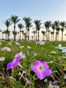 Palm Royale Resort - Soma Bay - 33