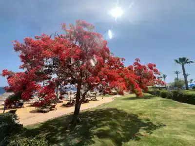 Renaissance Sharm El Sheikh Golden View Beach Resort - 99