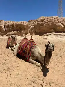 Regency Plaza Aqua Park and Spa Resort - 45