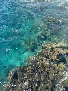 Viva Blue Resort and Diving Sharm El Naga (Adults Only) - 55