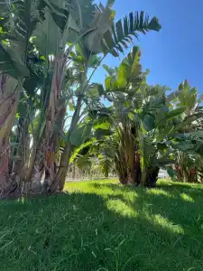 Megasaray Westbeach Antalya - All Inclusive - 24