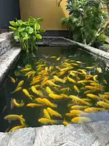 Kata Sea Breeze Resort - SHA Plus - 44