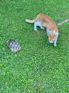 Ali Bey Club Manavgat - 36