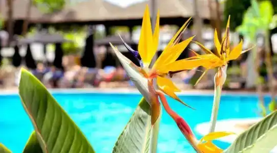 Dreams Jardin Tropical Resort & Spa - 8