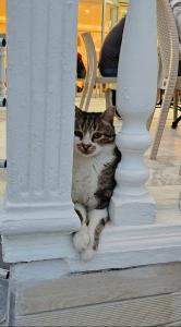 Halıcı Marmaris - 78