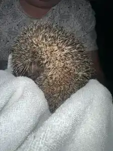 Selectum Family Comfort Side - 97