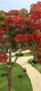 Sunrise Remal Resort - 65