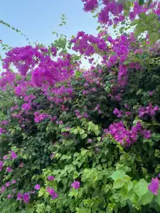 Miarosa İncekum Beach - 25