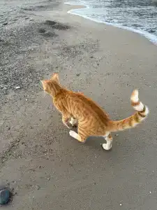 Laguna Beach Alya Resort & Spa - 28