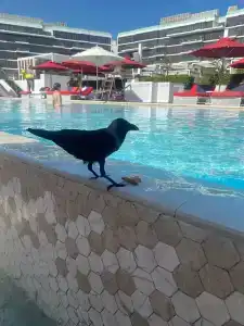 TH8 Palm Vignette Collection, Beach Resort - 11