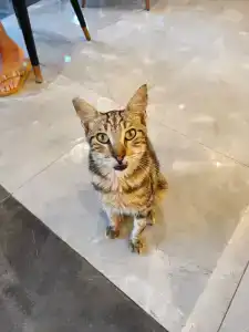 Alarchas & Resort - Ultra All Inc - 35