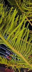 Calyptus Kirman Premium - Ultra All Inclusive - 65