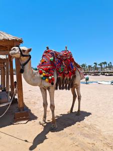 Pickalbatros Laguna Vista Aqua Park - Sharm El Sheikh - 30