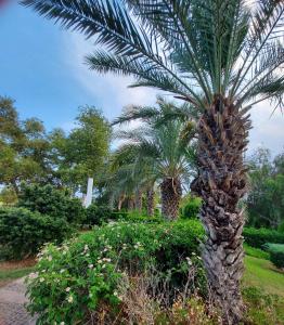 Aspendos Seaside - 24