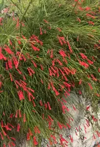 Papillon Belvil Holiday Village - 60