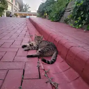 Meder Resort - Ultra All Inclusive - 60