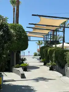 Kaila Krizantem - 82