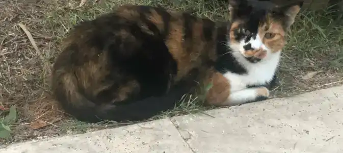 Nirvana Mediterranean Excellence - Ultra All Inclusive - 61