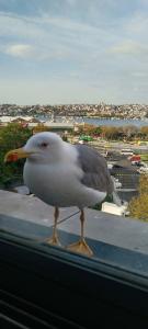 BVS Bosphorus Pera - 15