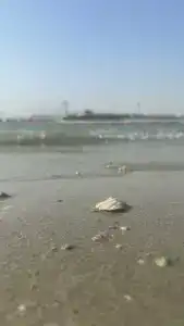 Sofitel Dubai the Palm Resort & Spa - 97