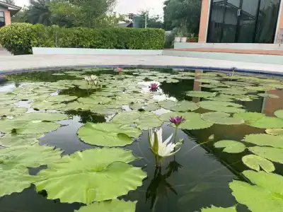 QG Resort - 2