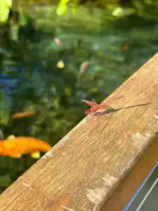 Club Tuana Fethiye - All Inclusive - 85