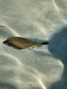 Labranda Club Makadi - 30