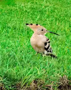 Sultan Gardens Resort - 28