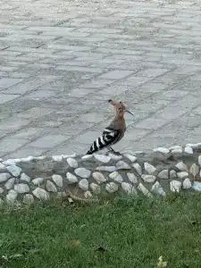 Old Palace Resort Sahl Hasheesh - 66