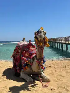 Lazuli, Marsa Alam - 56