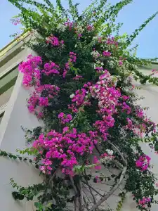 Botanik Platinum - 38