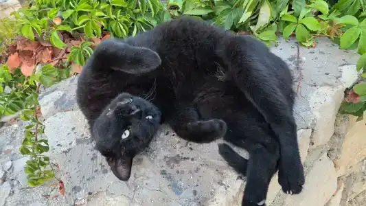 Barut Hemera - Ultra All Inclusive - 77