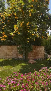 Caribbean World Resort Soma Bay - 47