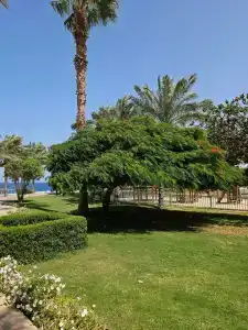 Serenity Alpha Beach - Ex Serenity Makadi Beach - 70