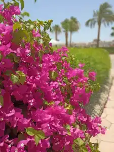 Pharaoh Azur Resort - 27