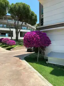 TUI Magic Life Masmavi - 59