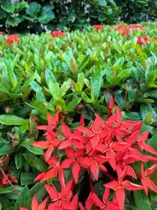 Centara Kata Resort Phuket - SHA Plus - 26