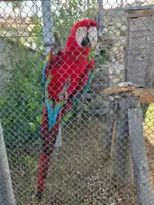 Alba Queen - Ultra All Inclusive - 34